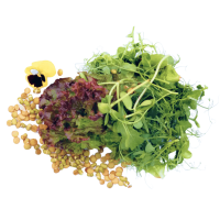 Зелень Rosso Royal Mix 120гр Green Eco