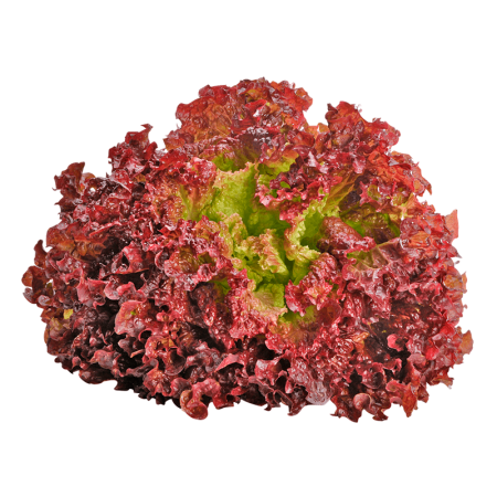 Зелень Салат Красный Ташкент Фас