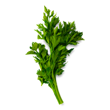 Зелень Сельдерей Казахстан Фас