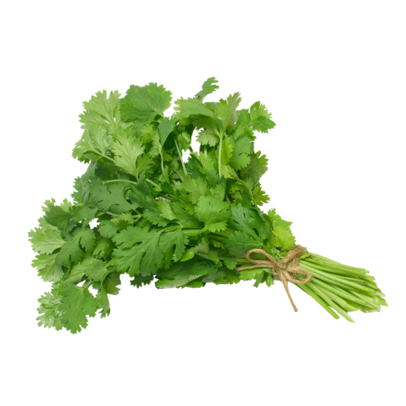 Зелень Кинза Казахстан кг